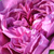 Violet - Trandafir perpetual hibrid - Reine des Violettes